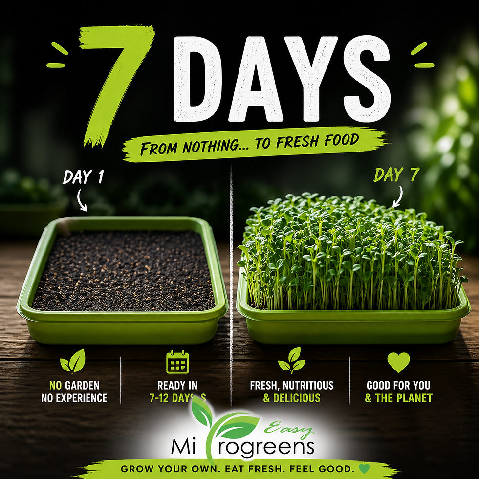 Microgreens growing in tray at home after 7 days indoor setup