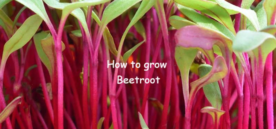 beetroot_edited.jpg