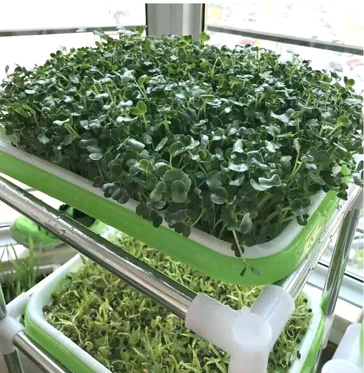 Thumbnail: example of a microgreens tray
