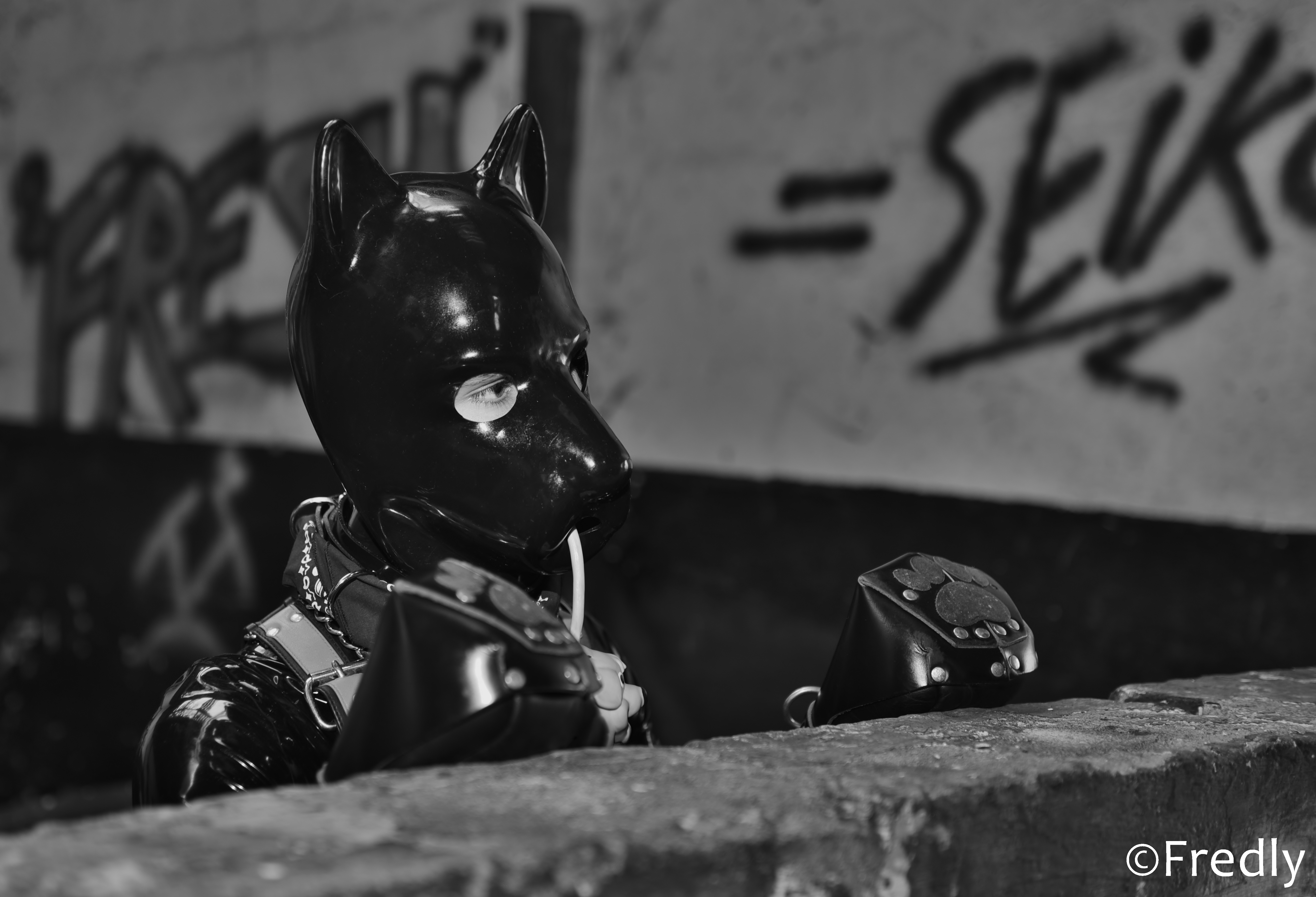 Mister Puppy Suisse (CH) 2016