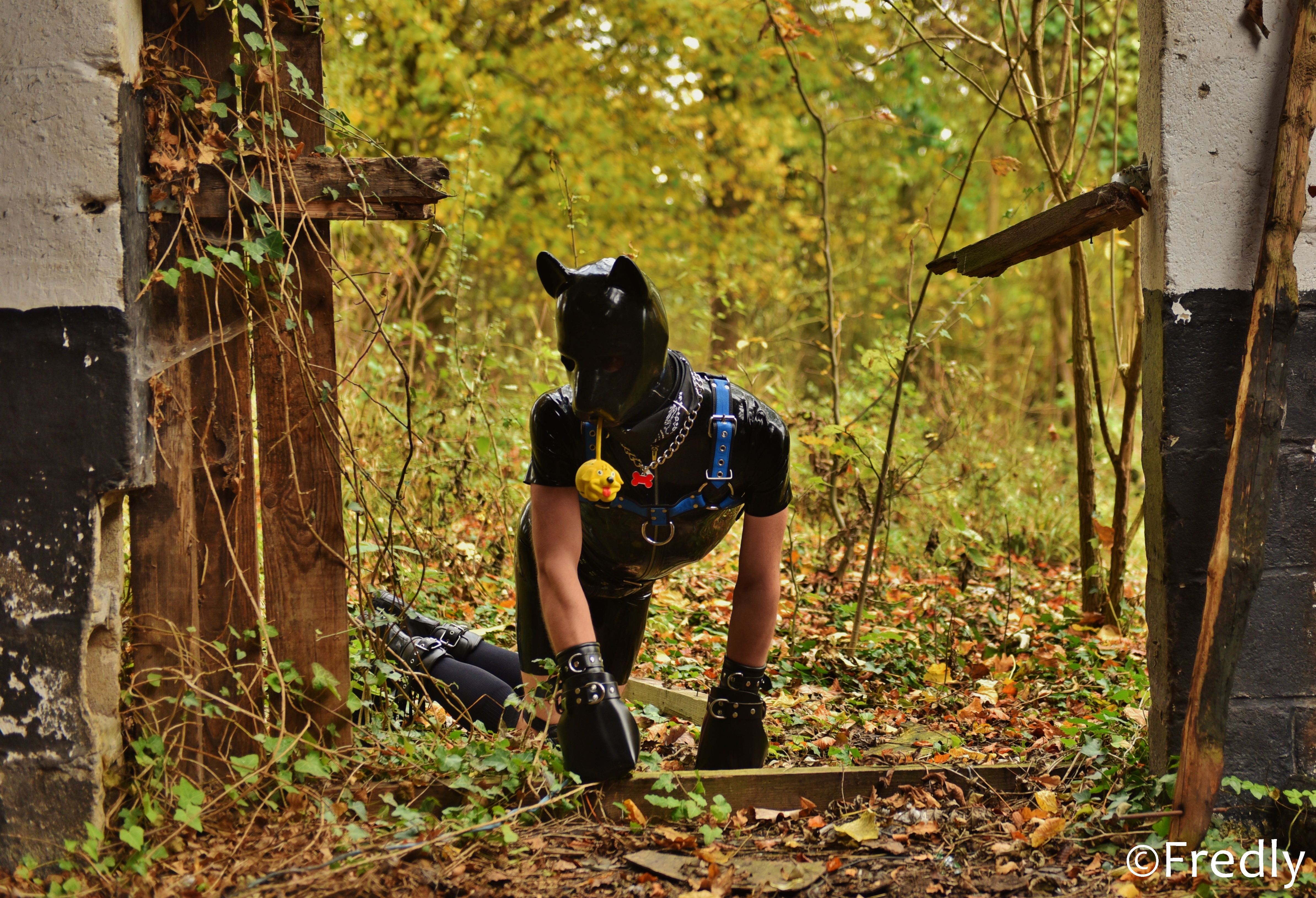Mister Puppy Suisse (CH) 2016