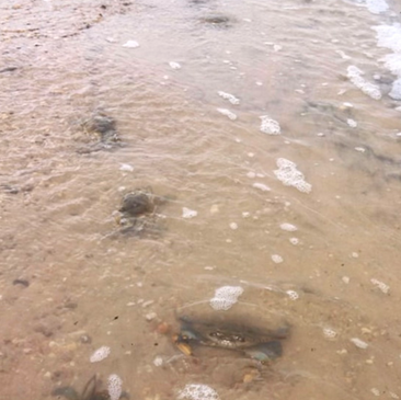 Crabbing