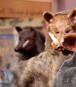 Wildsau in Säckingen in freiem Lebensumfeld