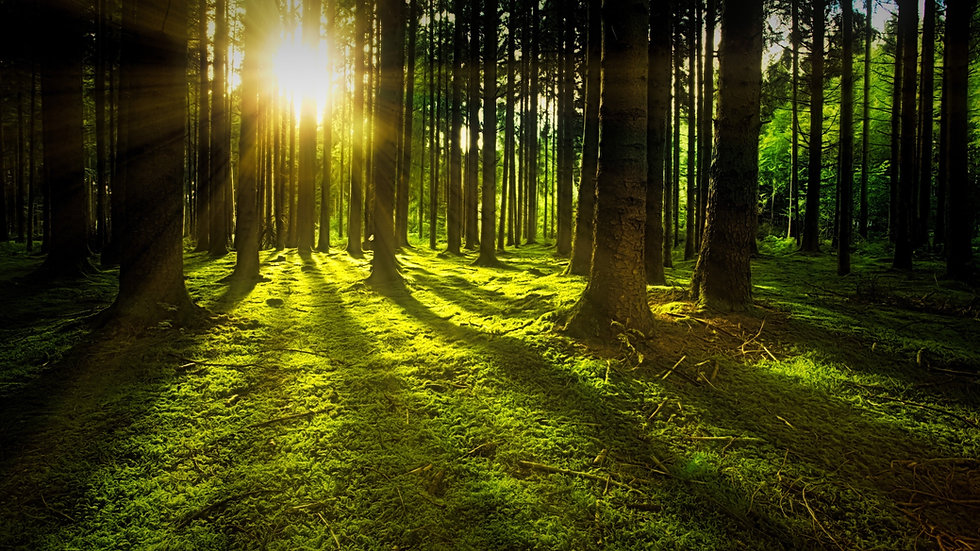 trees-3294681.jpeg