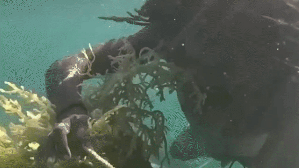Sea moss farmed on underwater ropes in Jamaica