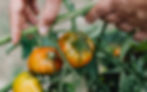 Hands tending ripening tomatoes on the vine