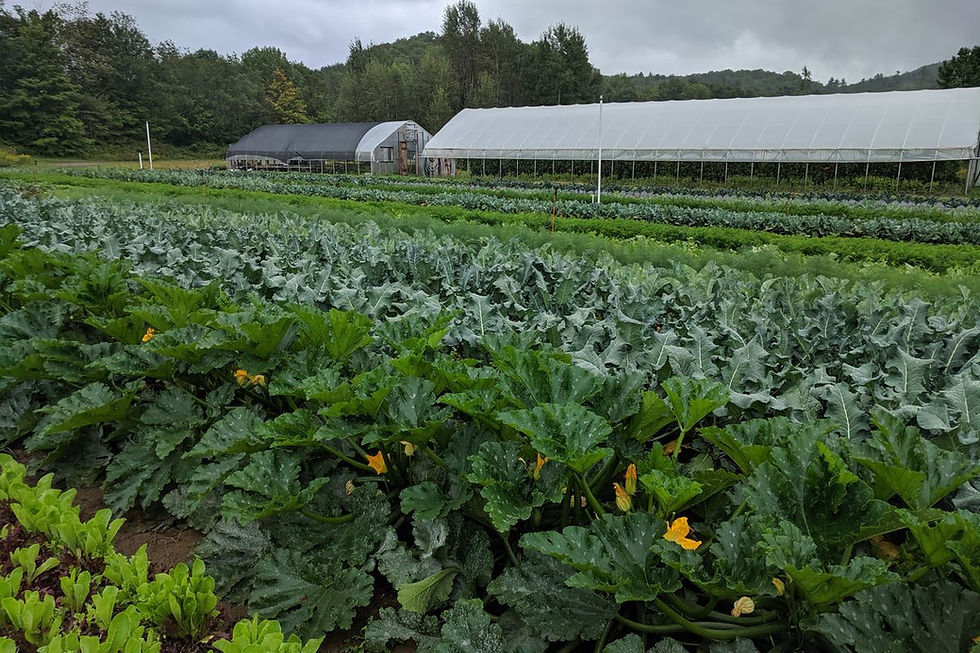 Vegetable rows and hoop houses at Footprint Farm