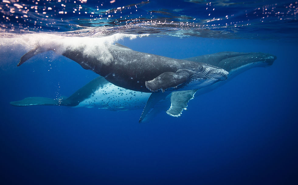 calf humpback whale
