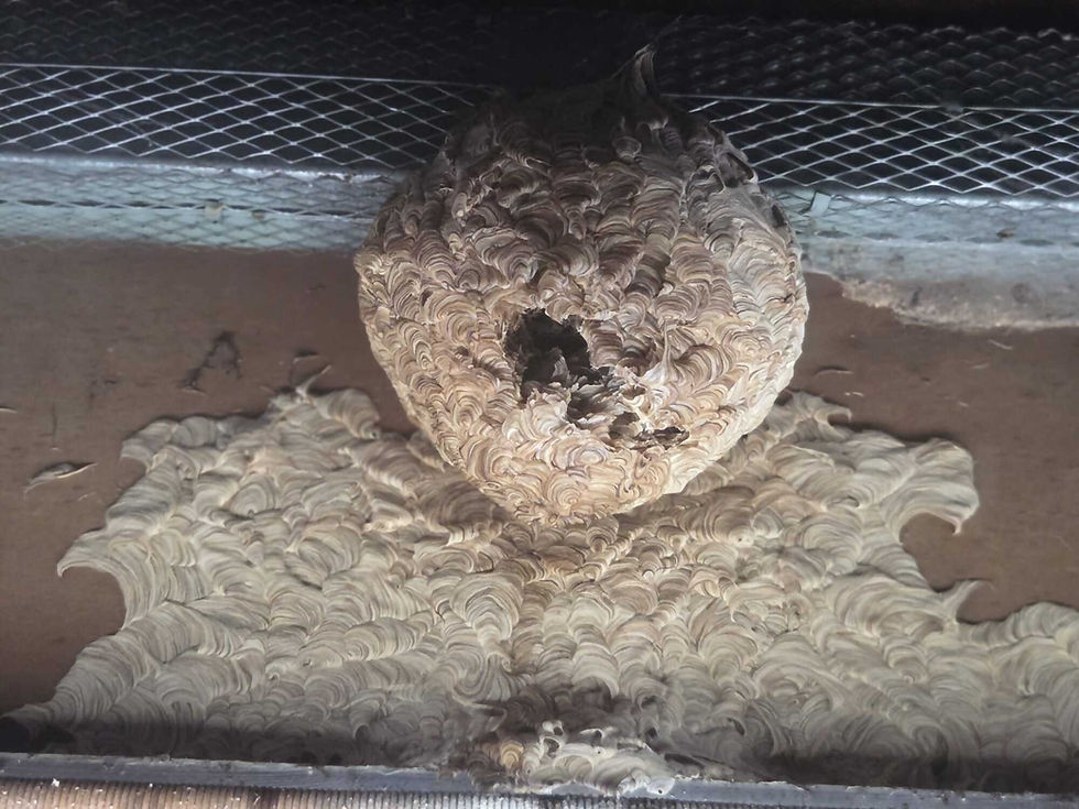 Brown rat caught inside a metal wire humane live-catch trap.