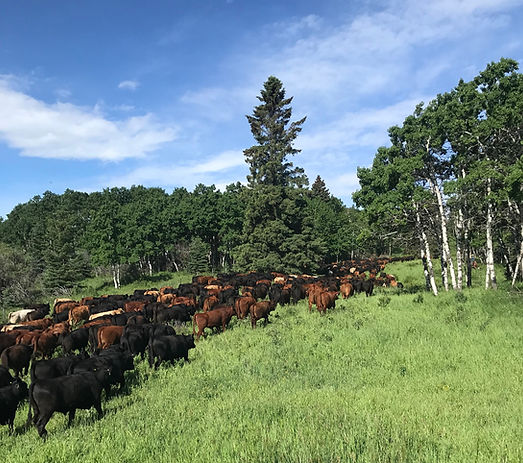 Website Cattle Image_edited.jpg