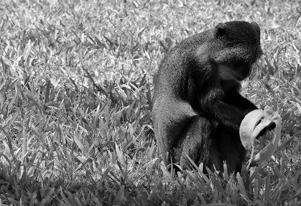 Ape