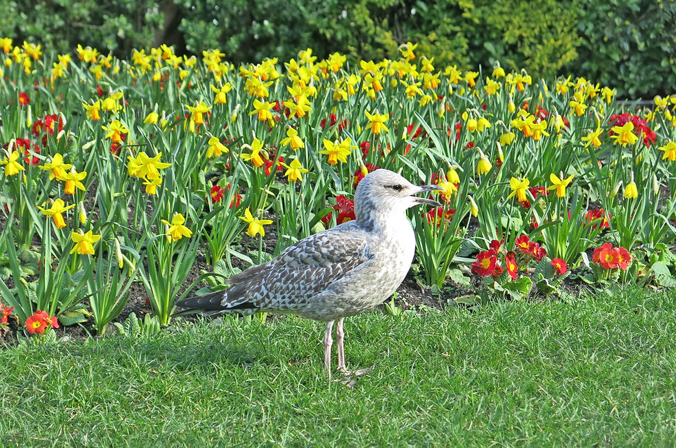 Seagull