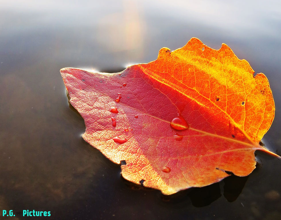 Autumn Leaf