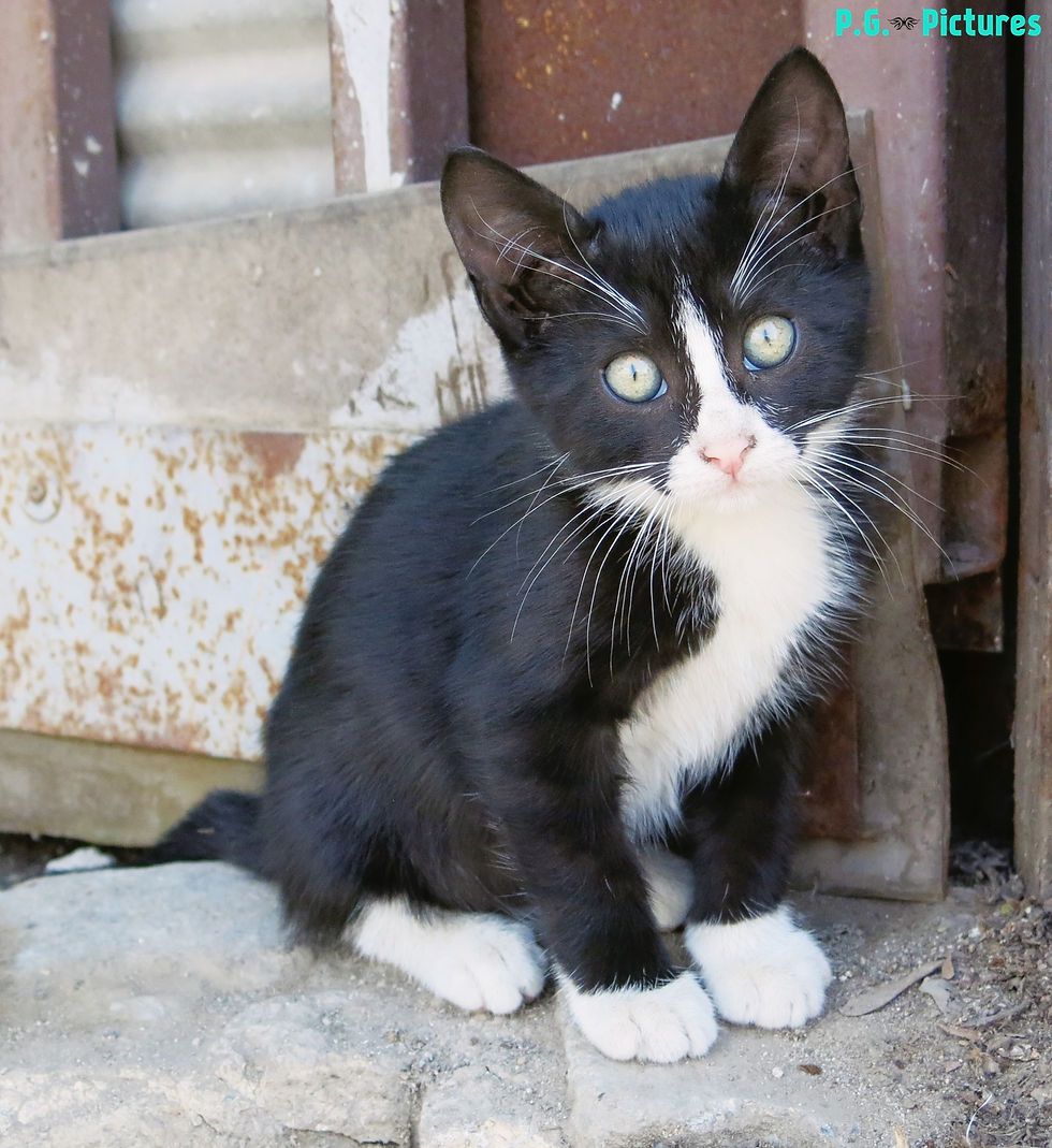 Little Kitten