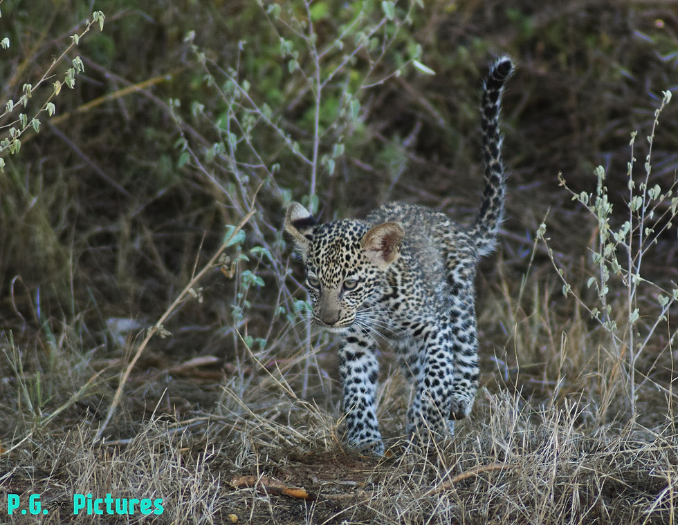 Baby Leopard