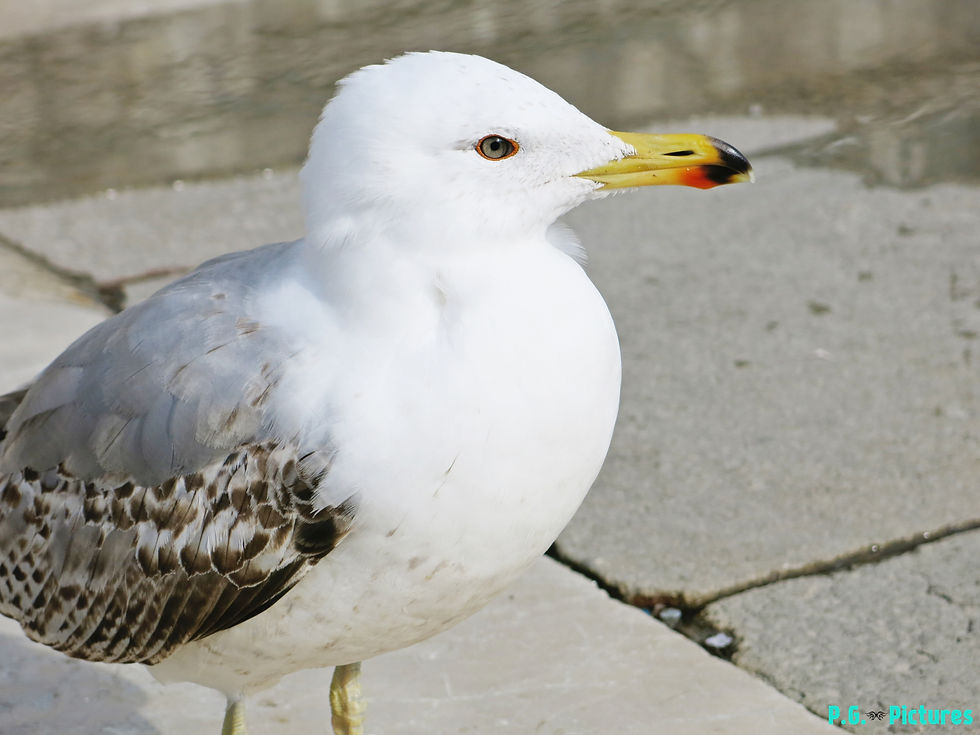 Sea Gull