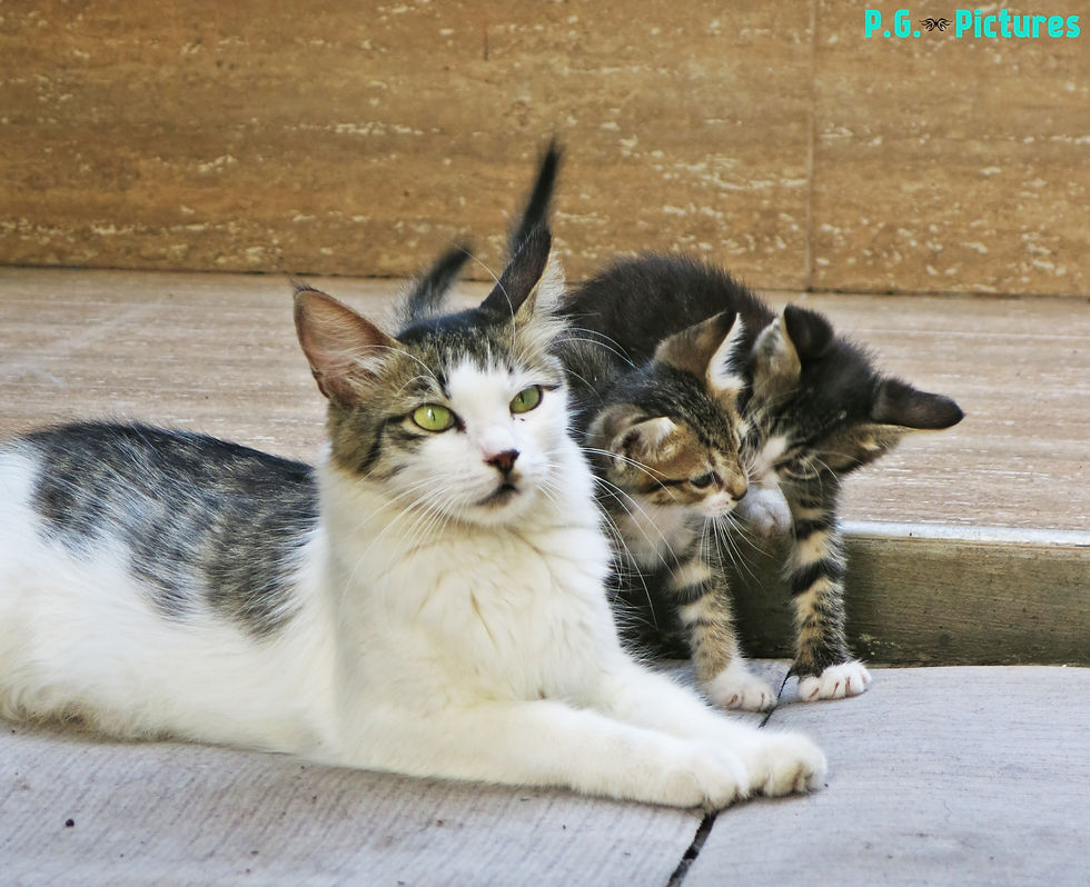 Cat Family