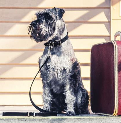 Miniatura: Oxford Leather collar clasico