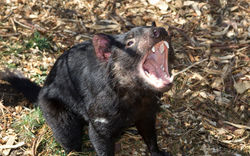 australia-2365004_960_720