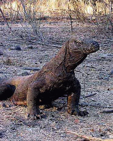 yad_gigantskiy_varan