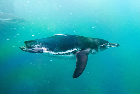 galapgos penguin.jpg