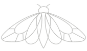 moth fly insect linear logo (2)_edited_e