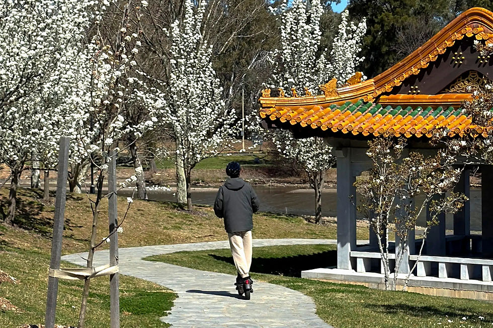 A man riding a scooter on the pathway of Beijing Garden in Lenox Garden with white blossoms on the left and an observatory pagoda on the right