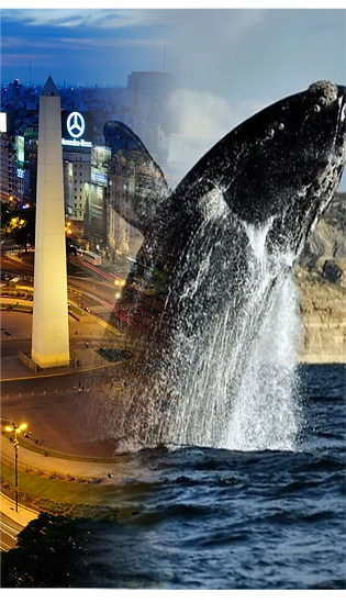 MADRYN.png