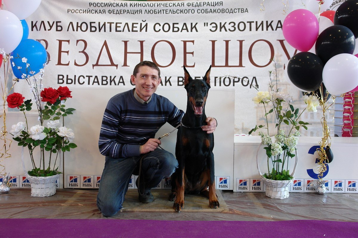 Стойка добермана на выставке. Тералайн горловка. Терра лайн горловка. Алексей верин фигурант. Тералайн горловка.