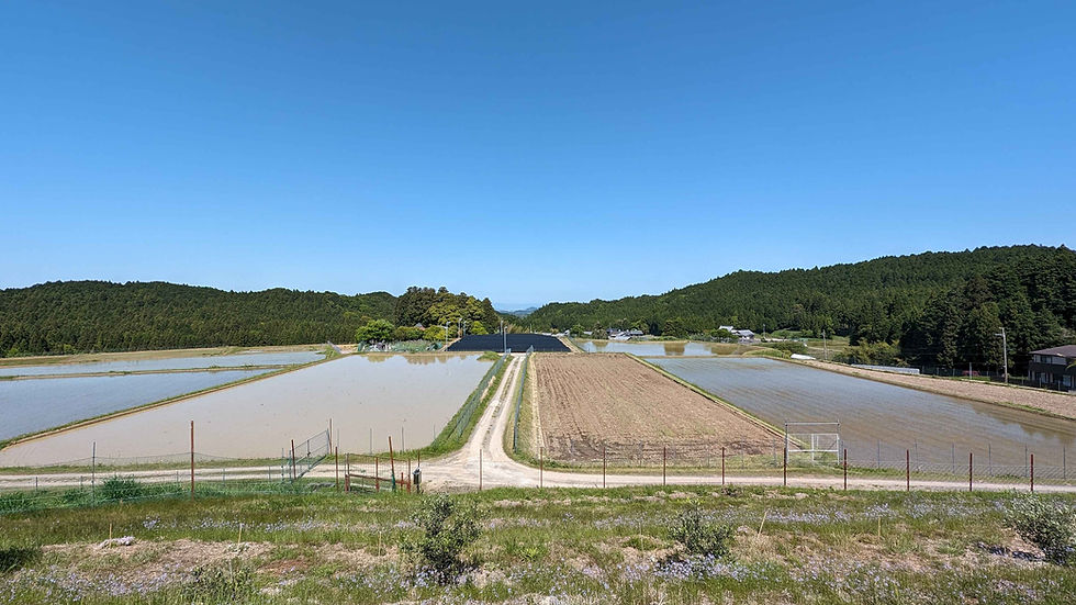 果樹園からの眺め