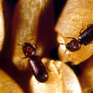 Rhyzopertha dominica en maíz almacenado