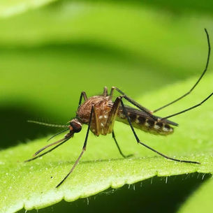 Conceptos sobre el manejo de resistencias en mosquitos