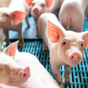 Control de moscas en criaderos de cerdo