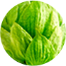 lupulo