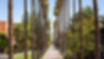 ASU palmwalk.jpg