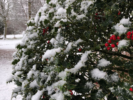 Monday 11th January - Conservatory & House Plants - CANCELLED