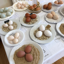 Egg Class