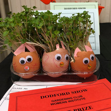 Cress grown in an unusal container