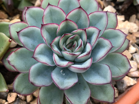 Monday 10th January - Conservatory and House Plants,