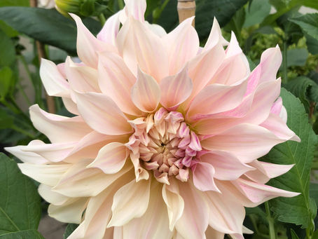 Members Garden Visit - Cheese & Wine