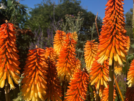 Saturday 1st August - Dodford Fruit Pruning Workshop day with Wade Muggleton - CANCELLED