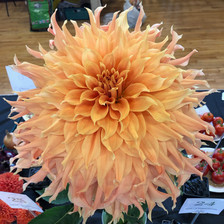 Biggest Dahlia Head Class