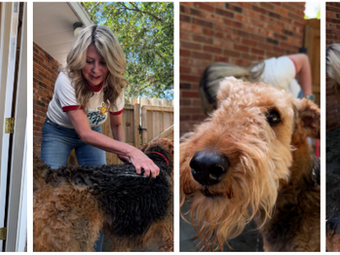 Check Your Dog. Start at Bath Time.