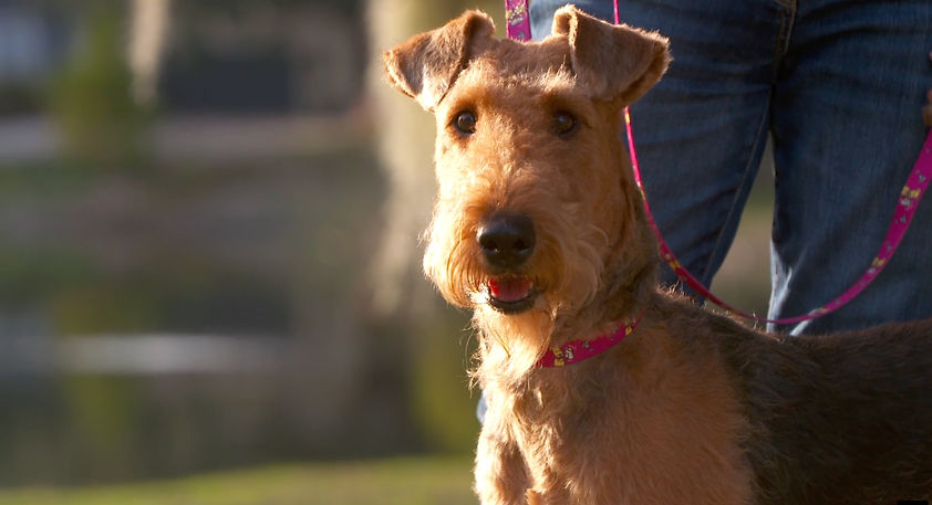 Prayerie the Airedale Terrier with a pink Got Cocktails? leash and collar