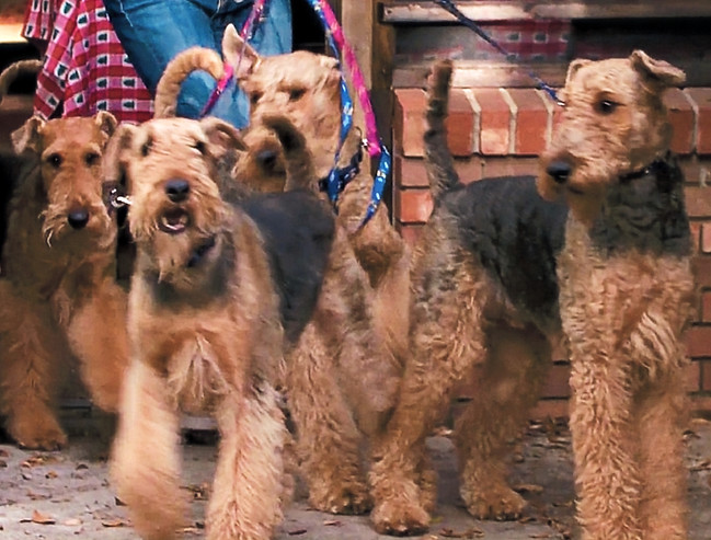 Kim Opdyke's five Airedale Terriers at ome