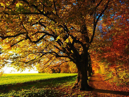 Photographing Leaves