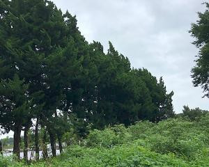 伐採作業風景!!