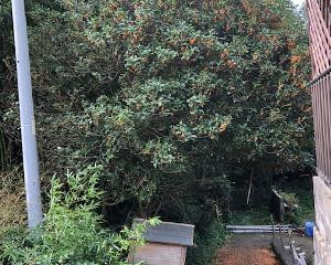 金木犀(キンモクセイ)の伐採作業