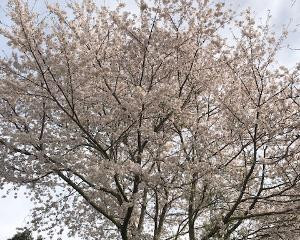 桜と倒木処理!!石岡市で倒木処理といえば!!