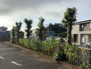 灼熱の伐採作業